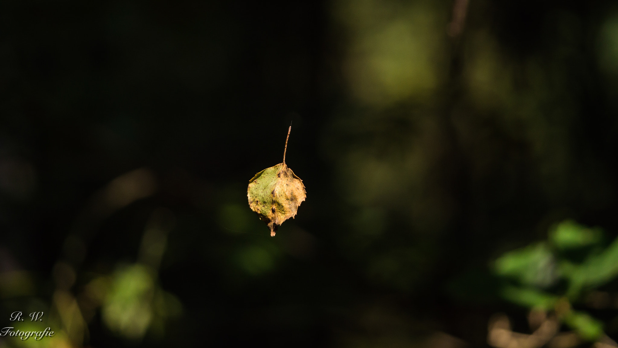 Panasonic Lumix DMC-GH3 + LEICA DG 100-400/F4.0-6.3 sample photo. Am "seidenen" faden photography