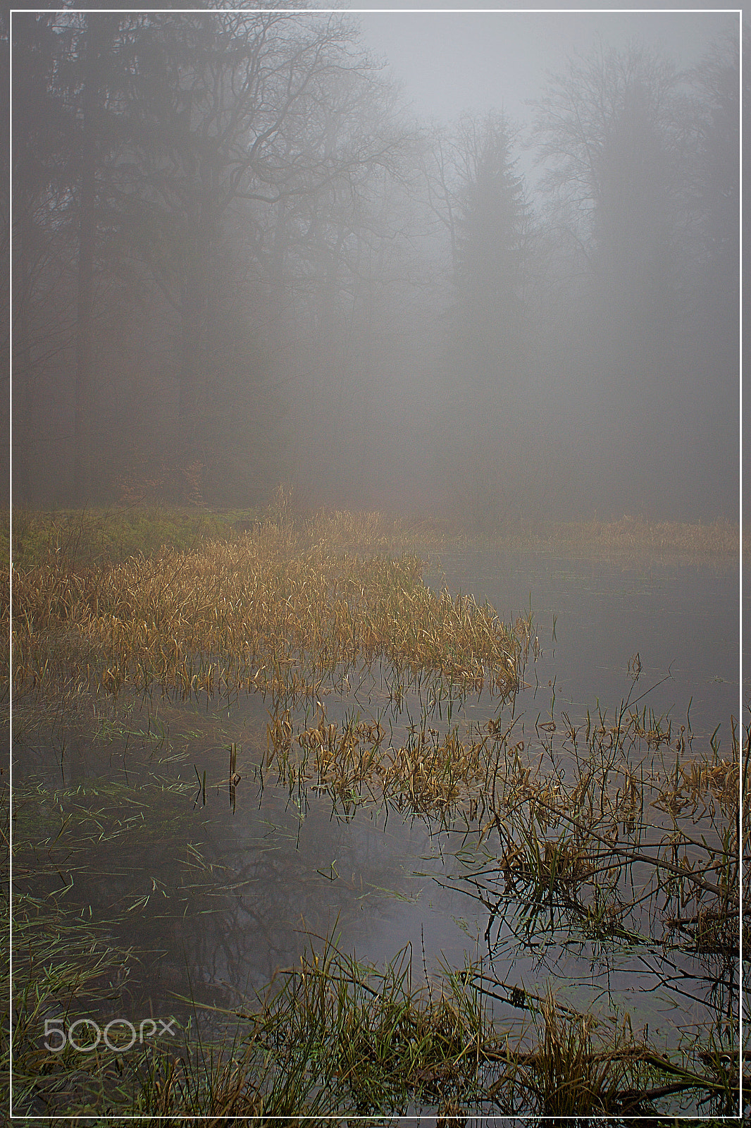 Canon EOS 650D (EOS Rebel T4i / EOS Kiss X6i) + Canon EF 28mm F1.8 USM sample photo. Autumn fog & woods photography