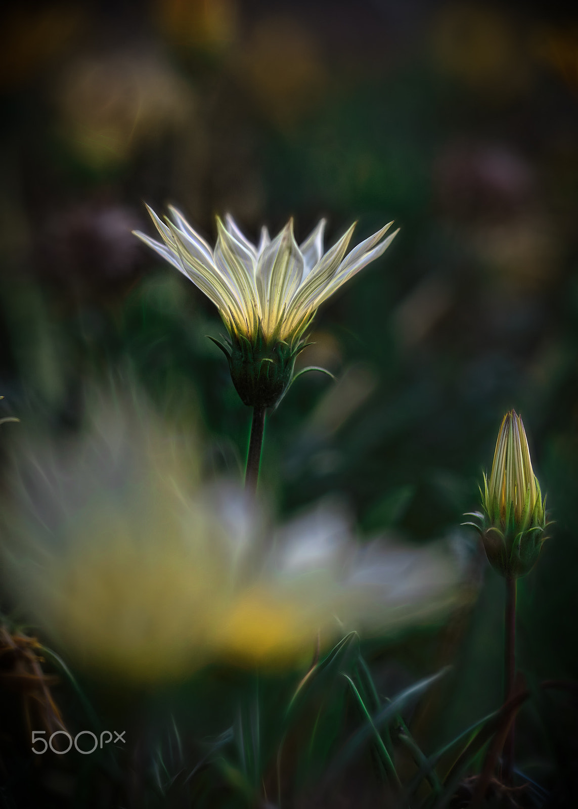 Canon EF 100mm F2.8L Macro IS USM sample photo. Daisy diaries (23) photography