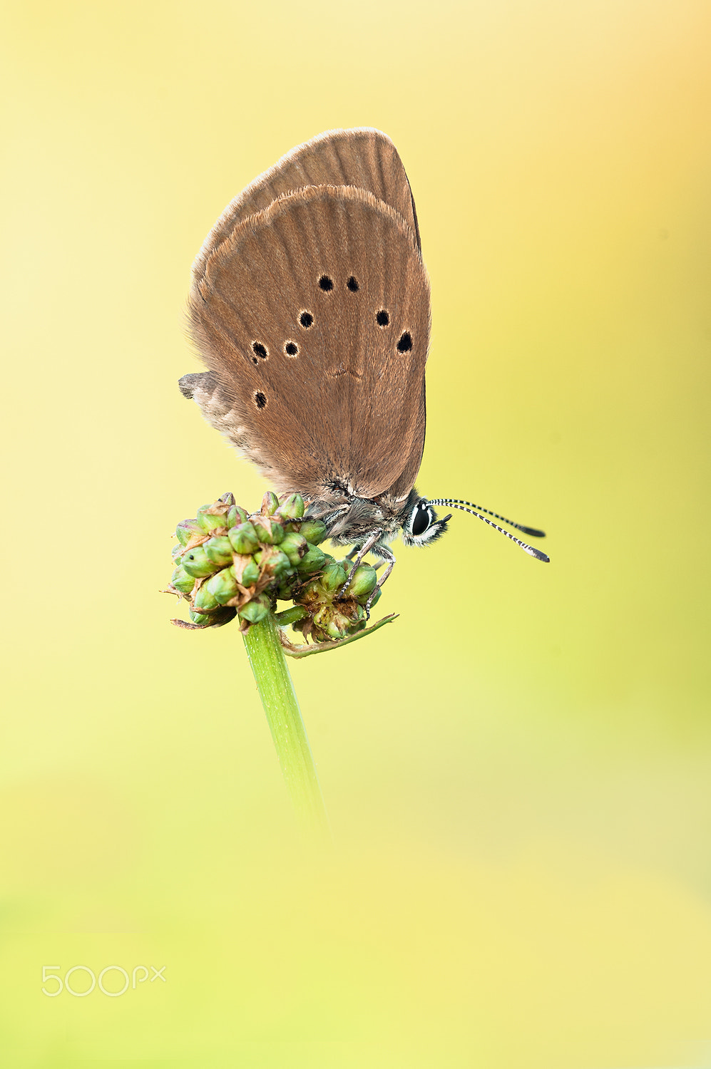 Nikon D300 + Sigma 150mm F2.8 EX DG Macro HSM sample photo. Dusky large blue photography