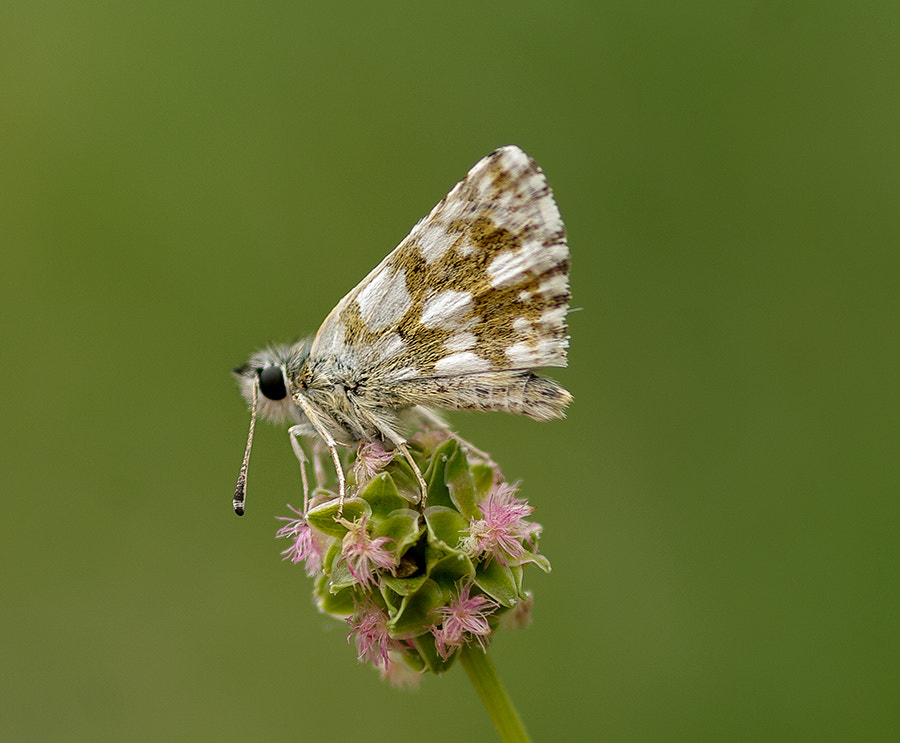 Pentax K20D sample photo. Buterfly photography