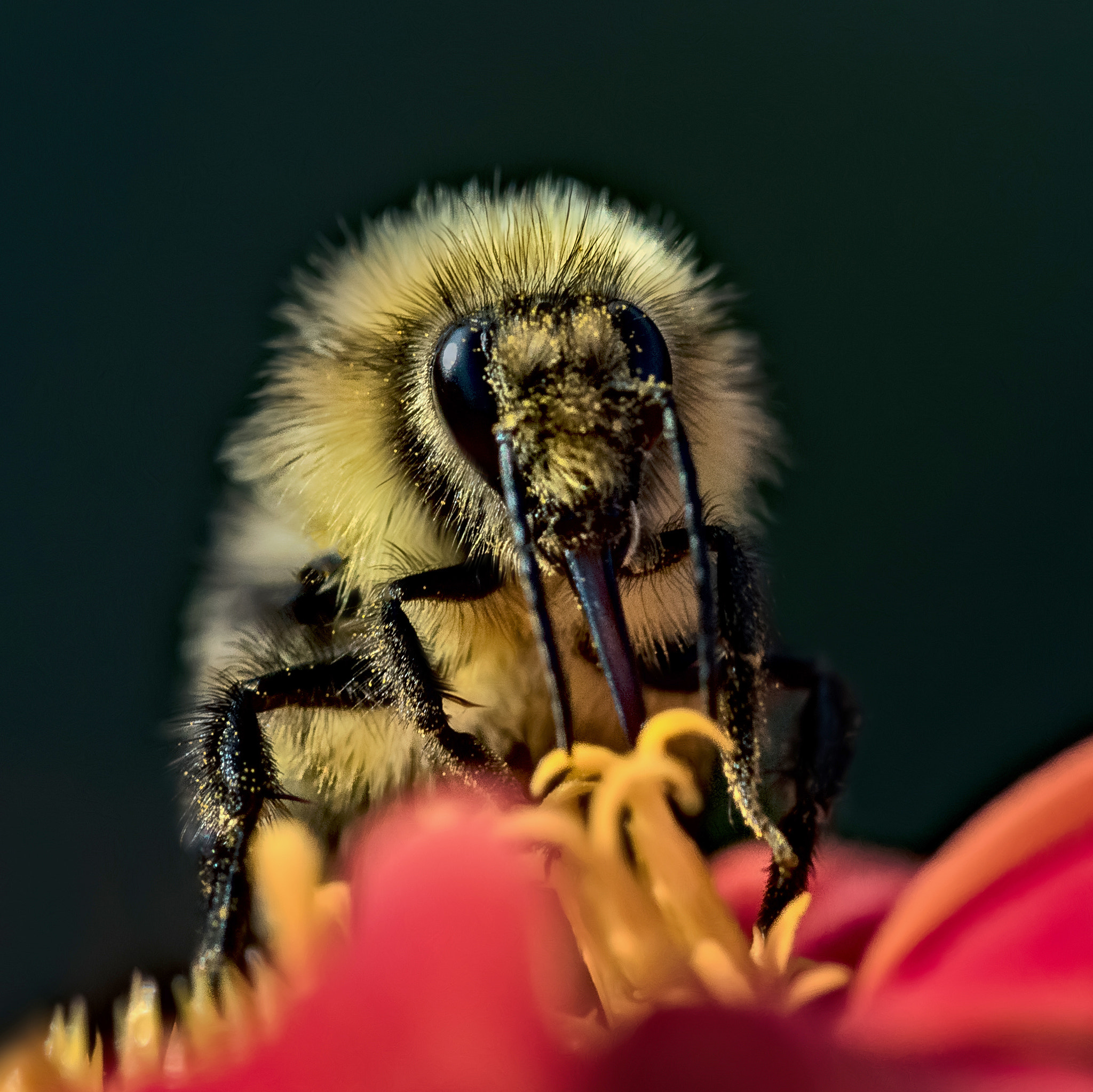 Canon EF 180mm F3.5L Macro USM sample photo. Working hard.... photography
