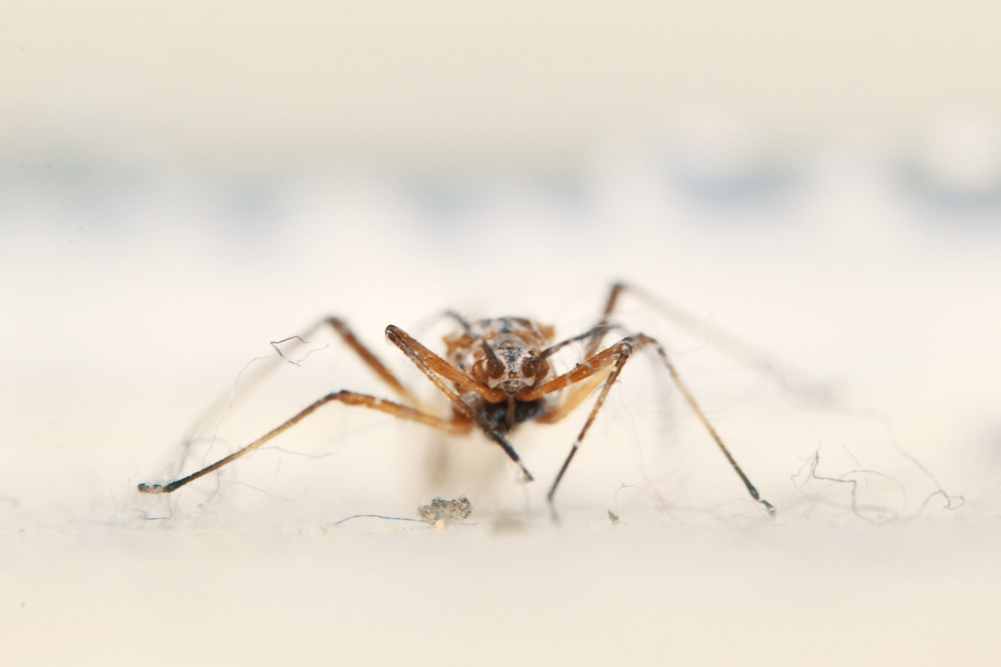 Tamron SP AF 60mm F2 Di II LD IF Macro sample photo. Small steps photography