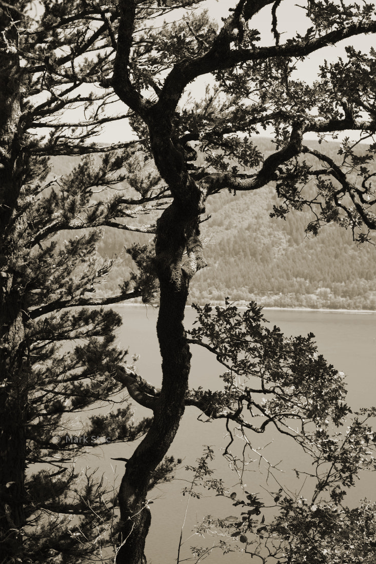 ZEISS Otus 55mm F1.4 sample photo. Tree over river photography