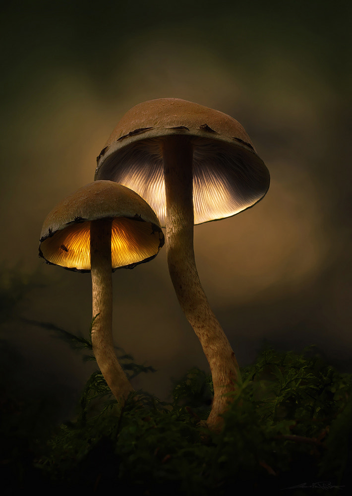 Sony SLT-A58 + Tamron SP AF 90mm F2.8 Di Macro sample photo. . : magic mushrooms : . photography