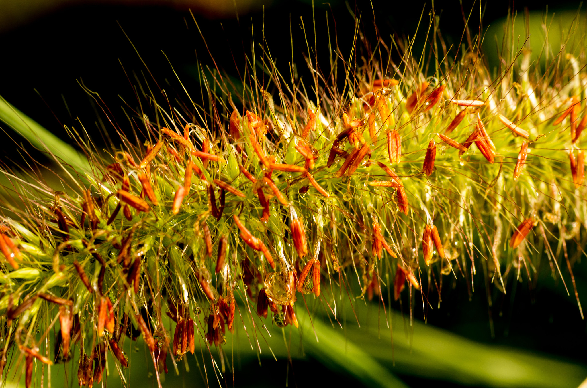 Pentax K-5 II + Sigma sample photo. What ist it? photography