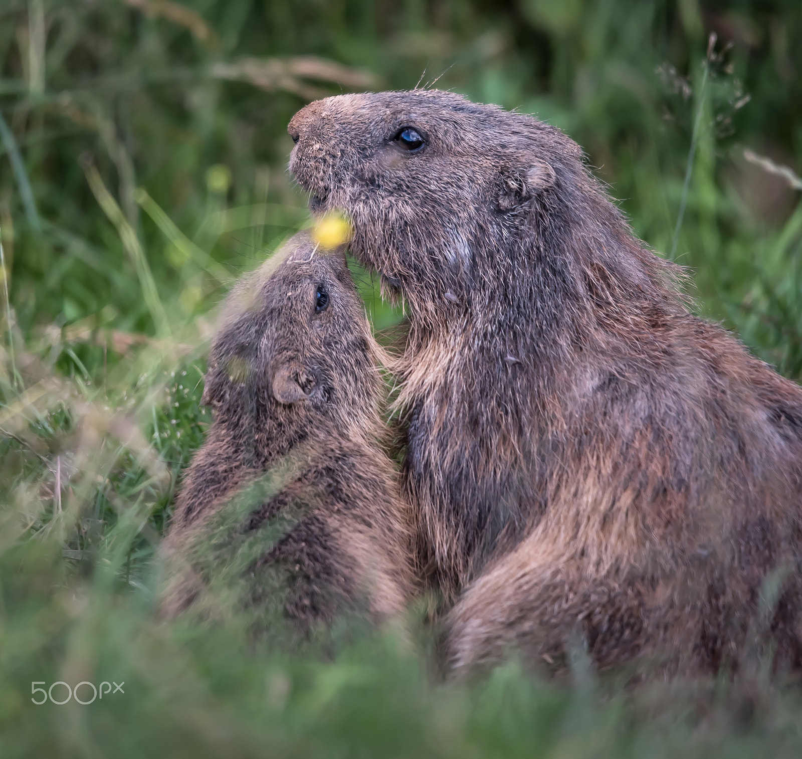 Sigma 120-400mm F4.5-5.6 DG OS HSM sample photo. Marmot photography