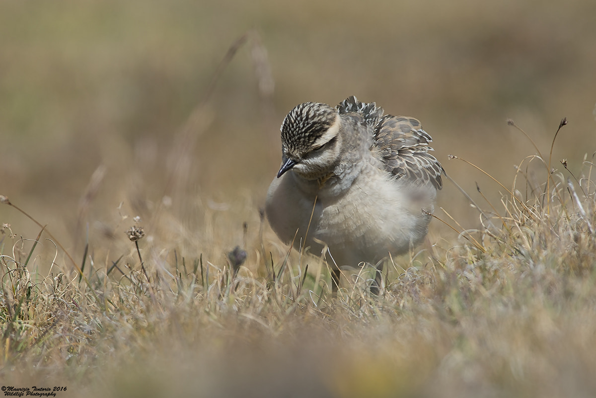 Nikon AF-S Nikkor 300mm F2.8G ED VR II sample photo. Piviere tortolino charadrius morinellus photography
