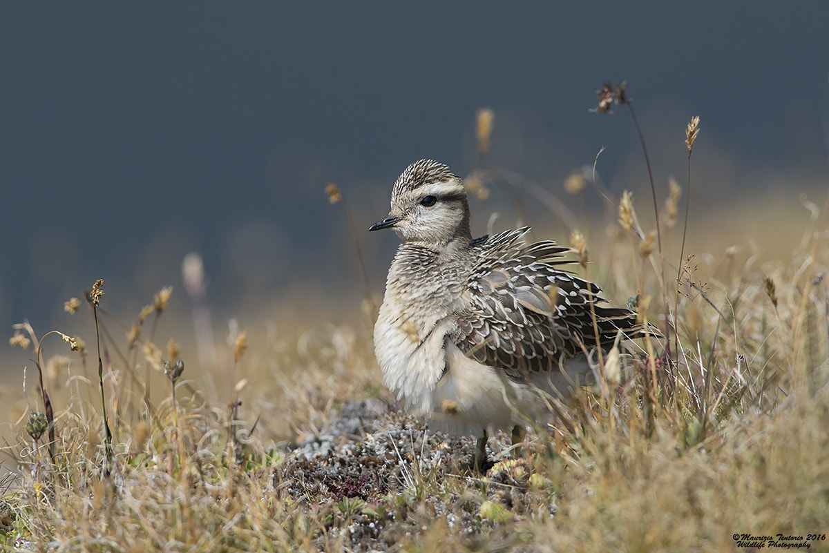 Nikon AF-S Nikkor 300mm F2.8G ED VR II sample photo. Piviere tortolino charadrius morinellus photography