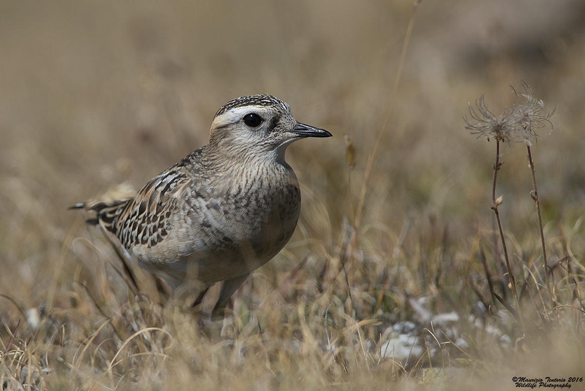 Nikon AF-S Nikkor 300mm F2.8G ED VR II sample photo. Piviere tortolino charadrius morinellus photography