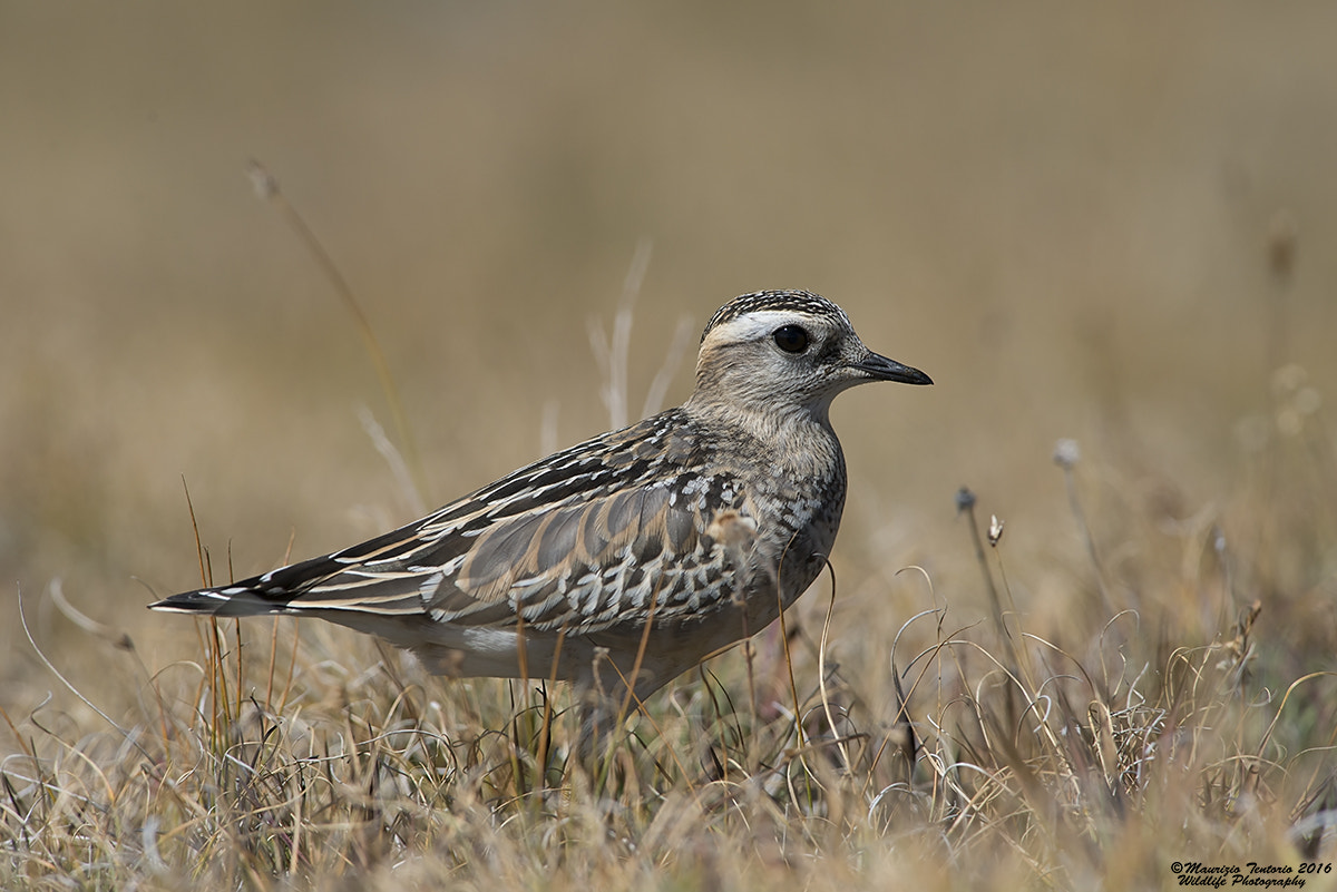 Nikon AF-S Nikkor 300mm F2.8G ED VR II sample photo. Piviere tortolino charadrius morinellus photography