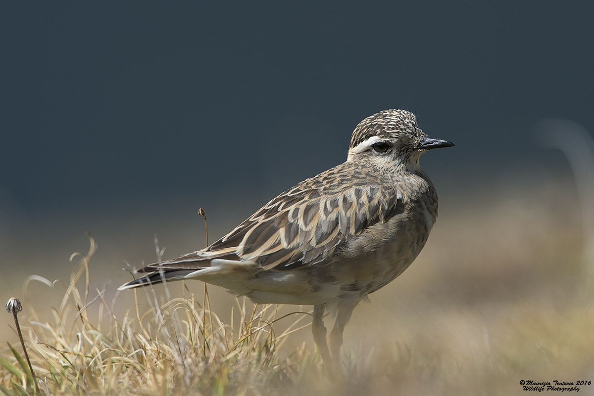Nikon AF-S Nikkor 300mm F2.8G ED VR II sample photo. Piviere tortolino charadrius morinellus photography