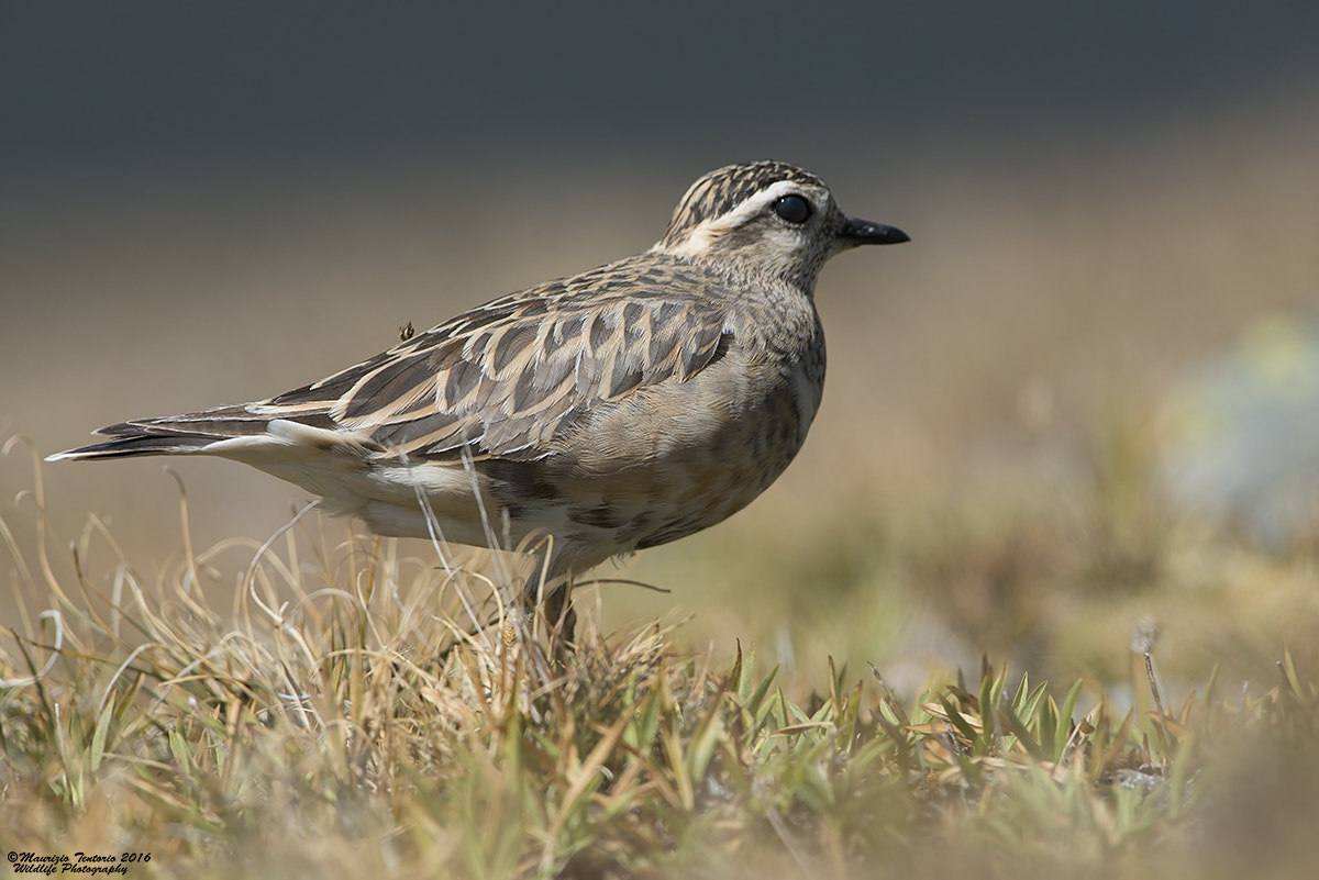 Nikon AF-S Nikkor 300mm F2.8G ED VR II sample photo. Piviere tortolino charadrius morinellus photography