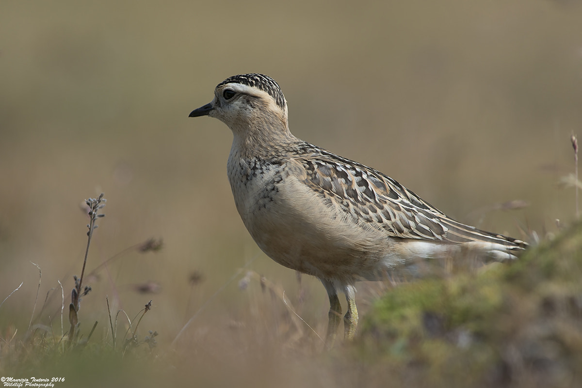 Nikon AF-S Nikkor 300mm F2.8G ED VR II sample photo. Piviere tortolino charadrius morinellus photography