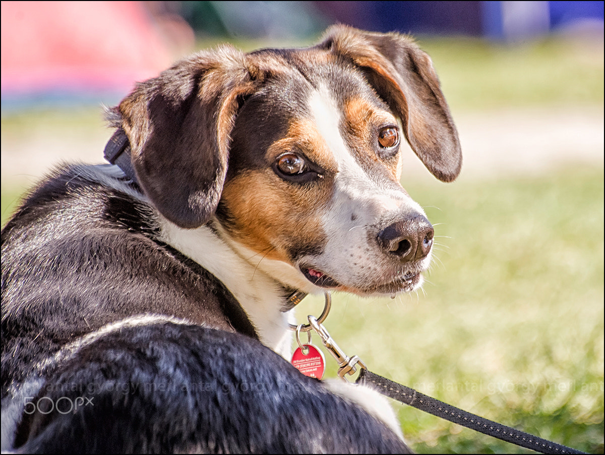 Pentax K-x + Sigma sample photo. Dog photography