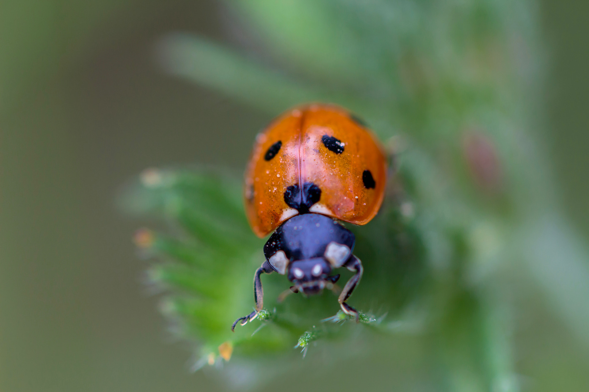 Canon EOS 100D (EOS Rebel SL1 / EOS Kiss X7) + Canon EF 100mm F2.8L Macro IS USM sample photo. Ladybird 1 photography