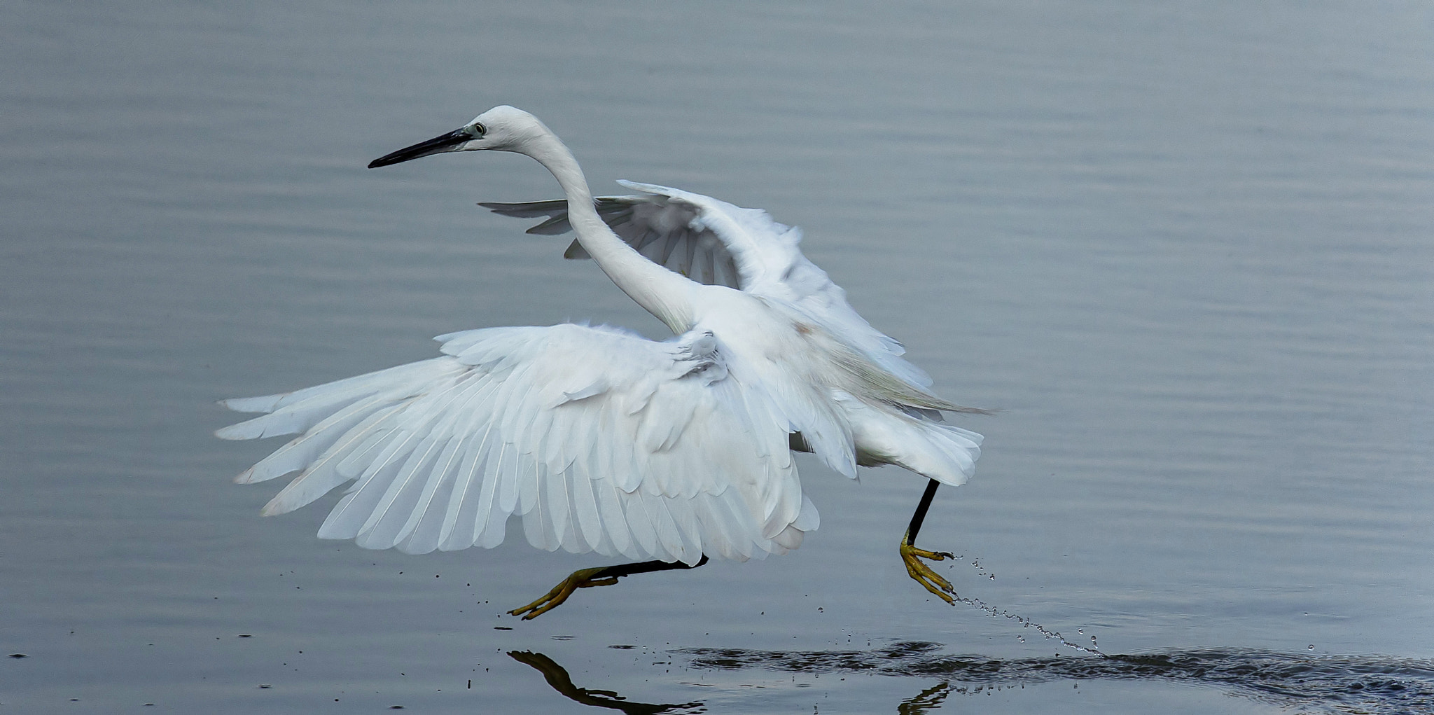 Sigma 150-600mm F5-6.3 DG OS HSM | C sample photo. Garzetta iii photography