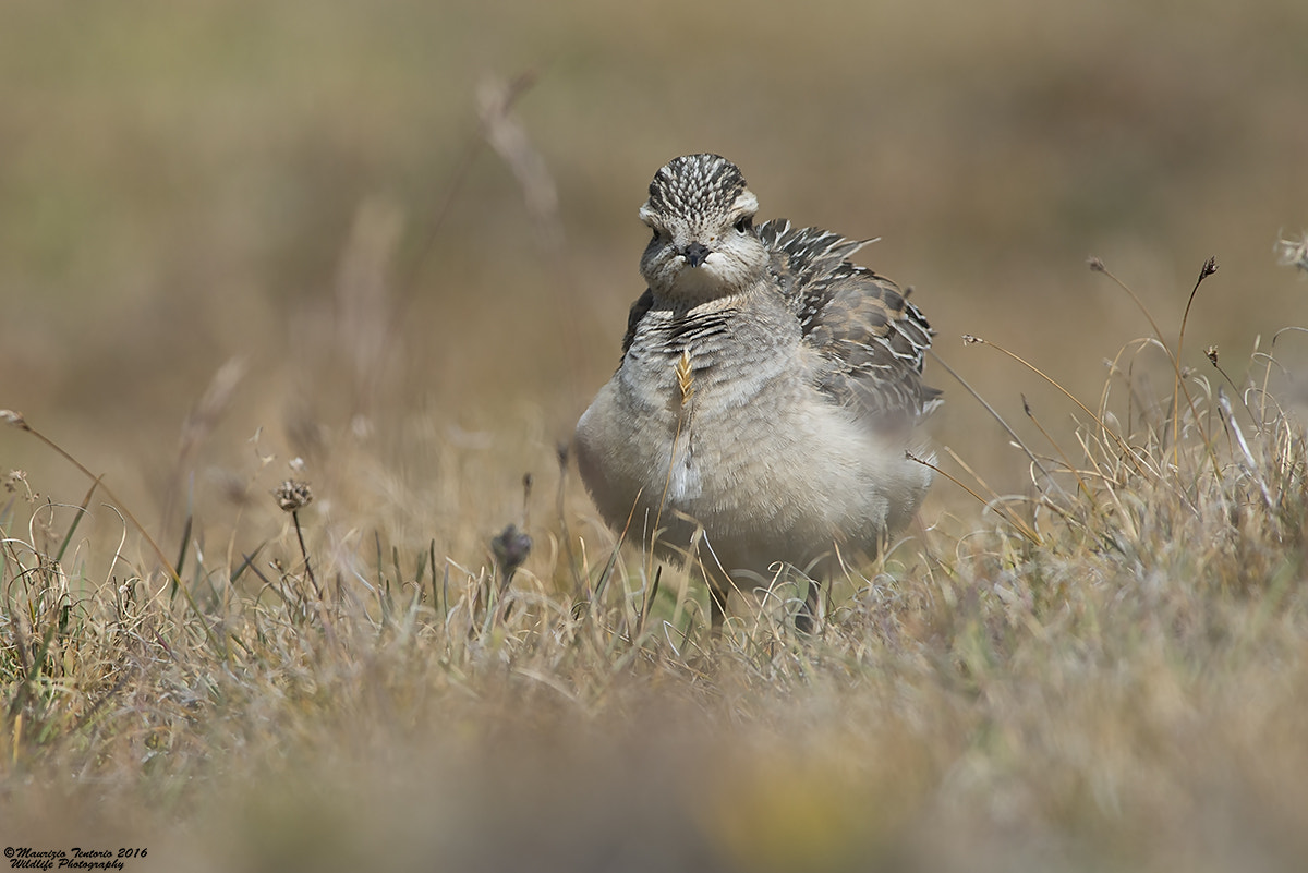 Nikon AF-S Nikkor 300mm F2.8G ED VR II sample photo. Piviere tortolino charadrius morinellus photography