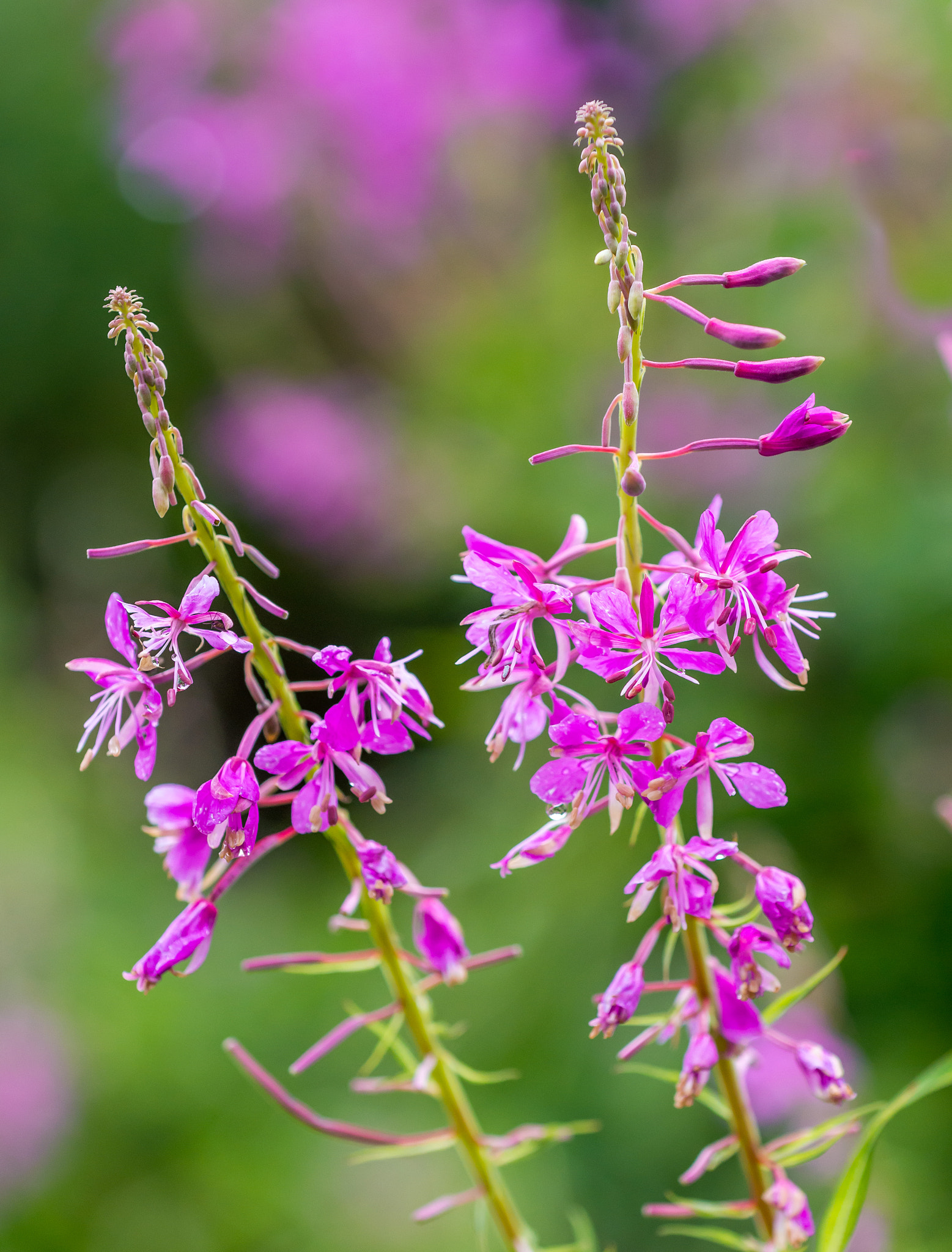 Nikon AF-S Nikkor 70-200mm F4G ED VR sample photo. Flower photography