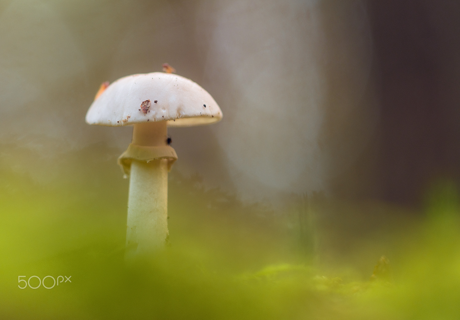 Sigma 150mm F2.8 EX DG Macro HSM sample photo. Funghi photography