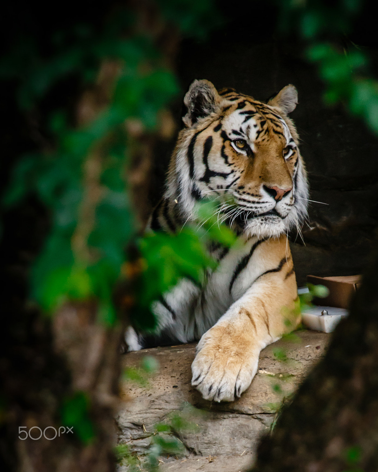 Canon EOS 6D + Canon EF 70-200mm F2.8L IS II USM sample photo. Tiger photography