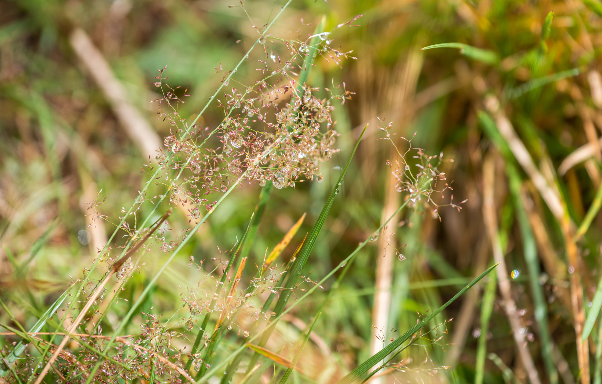 Nikon AF-S Nikkor 70-200mm F4G ED VR sample photo. Grass photography