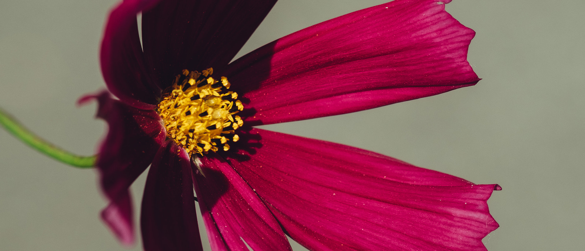 Fujifilm X-Pro2 + Fujifilm XF 60mm F2.4 R Macro sample photo. Flower catching the sun photography