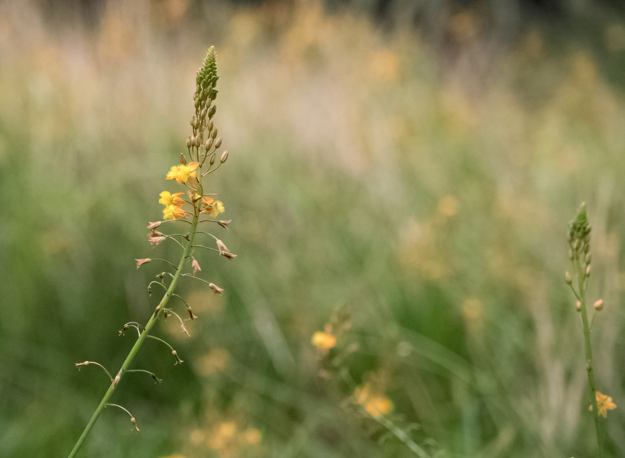 Panasonic Lumix DMC-GX8 + Panasonic Leica DG Summilux 25mm F1.4 II ASPH sample photo. Flower to the front photography