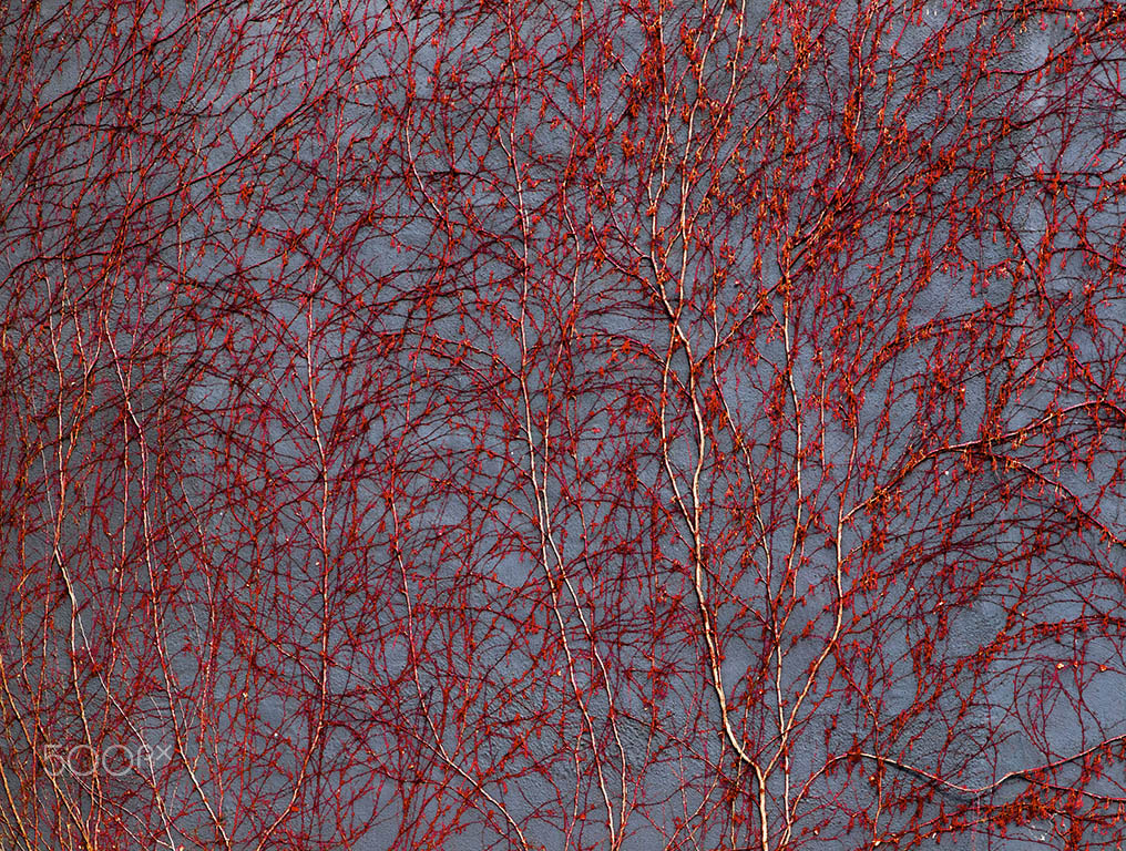 Olympus Zuiko Digital ED 12-60mm F2.8-4.0 SWD sample photo. Clinging photography