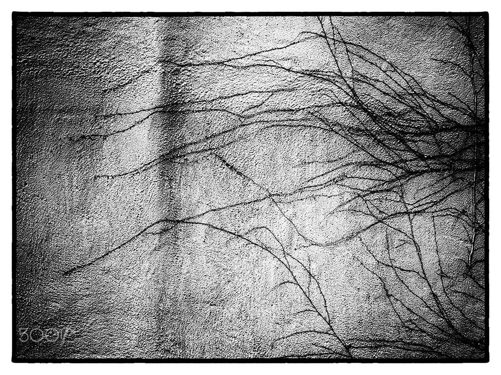 Olympus Zuiko Digital ED 12-60mm F2.8-4.0 SWD sample photo. Vines photography