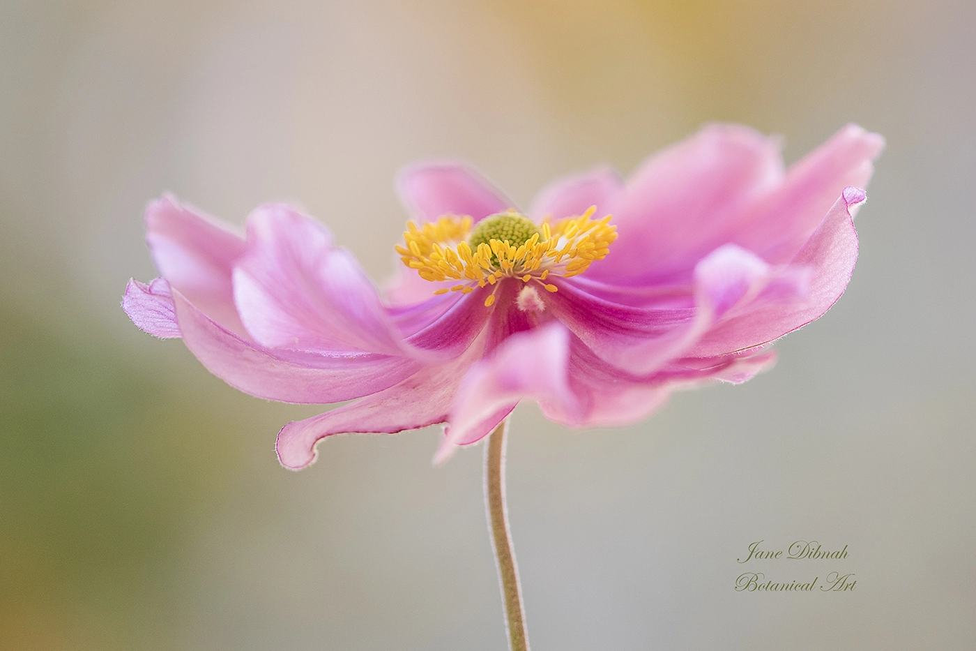 Canon EF 180mm F3.5L Macro USM sample photo. Anemone photography