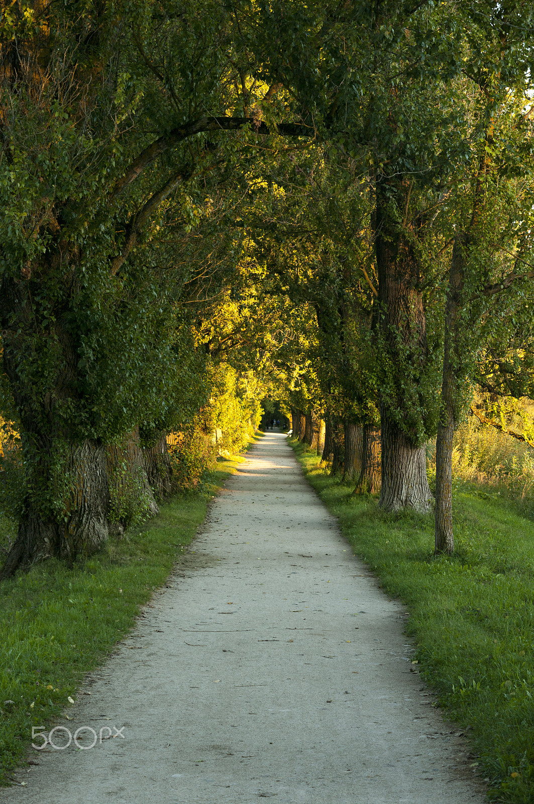 Pentax K20D sample photo. Alley photography