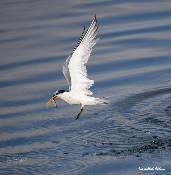 Nikon AF-S Nikkor 200-500mm F5.6E ED VR sample photo. Catch of the day photography