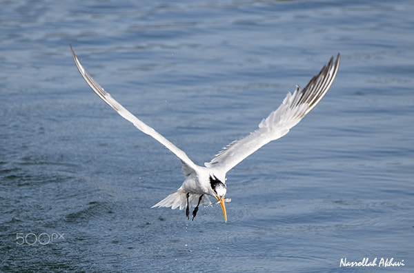 Nikon AF-S Nikkor 200-500mm F5.6E ED VR sample photo. Hungry tern photography