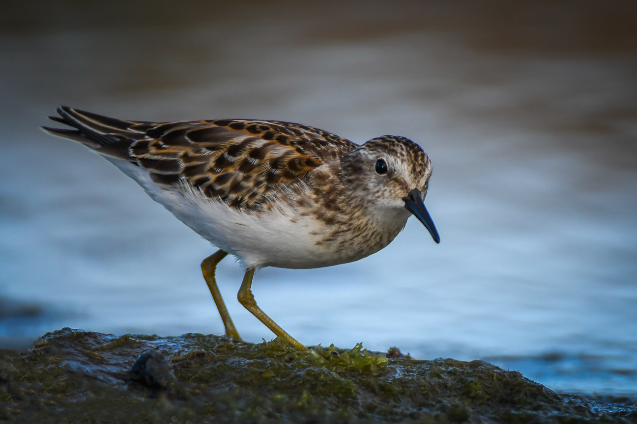 Nikon D500 + Nikon AF-S Nikkor 300mm F4D ED-IF sample photo. Sanderling photography