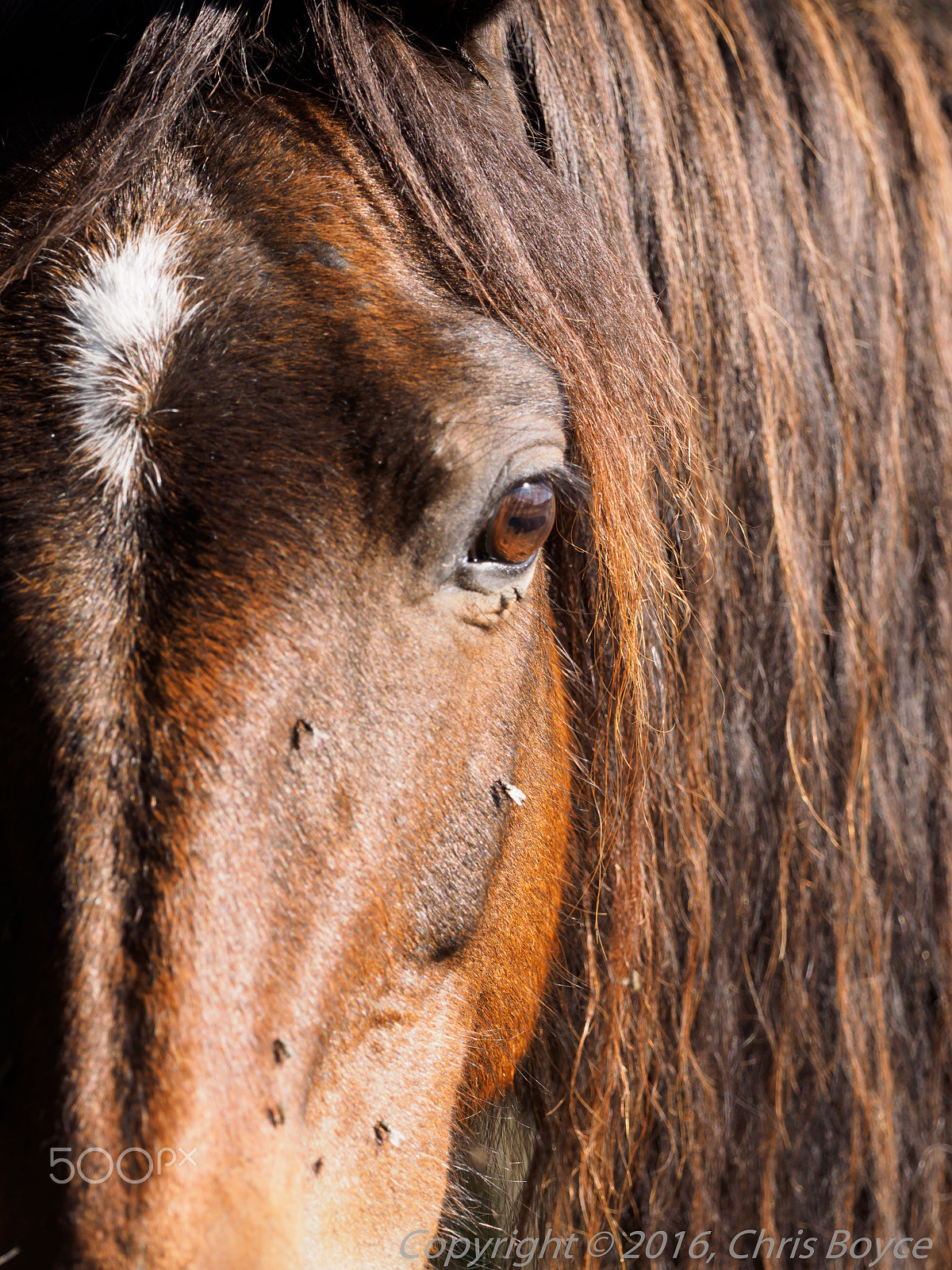 Olympus OM-D E-M1 + OLYMPUS M.300mm F4.0 sample photo. New forest pony, pig bush, new forest photography