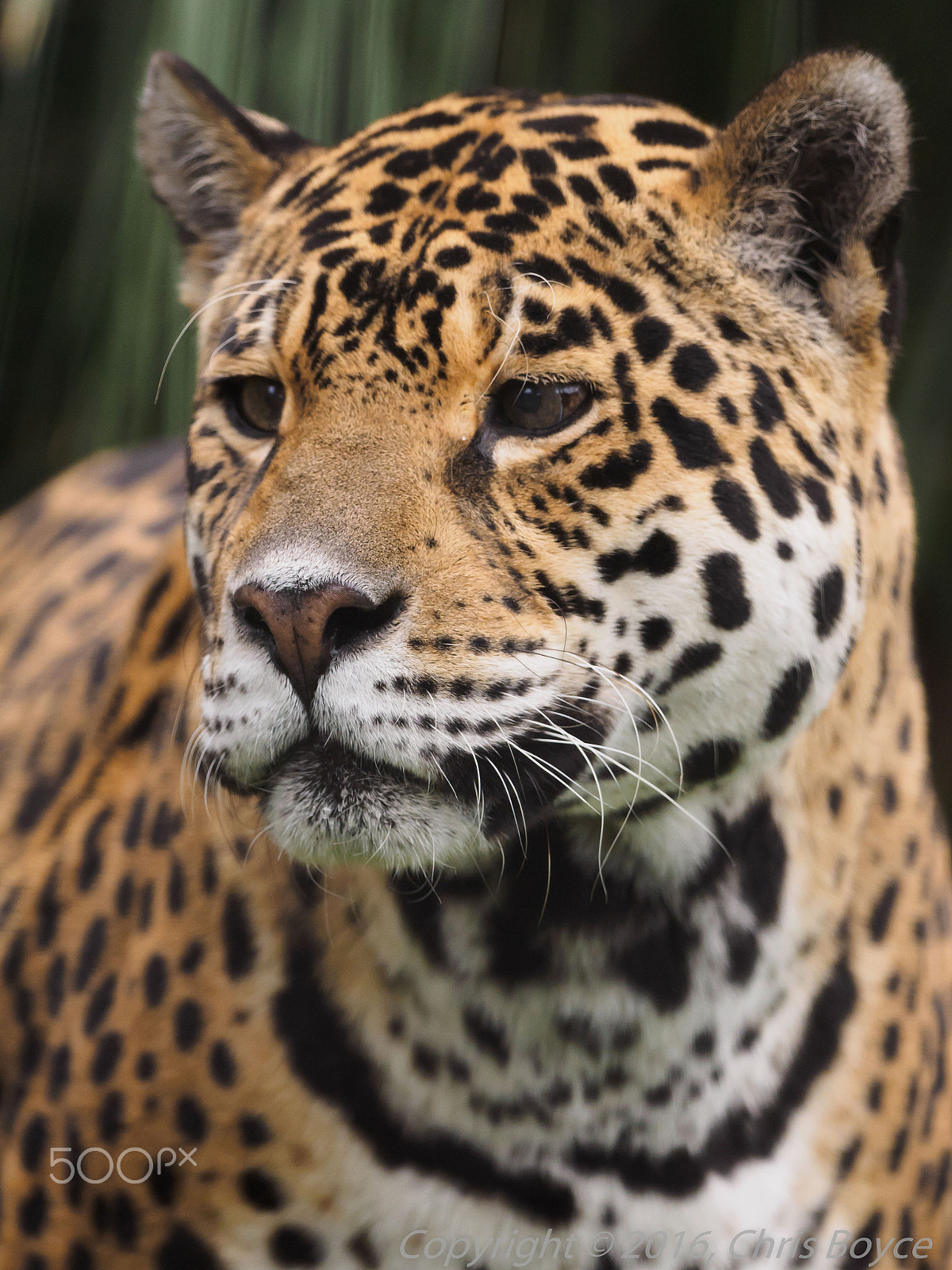 Olympus OM-D E-M1 + OLYMPUS M.300mm F4.0 sample photo. A jaguar called tequila photography