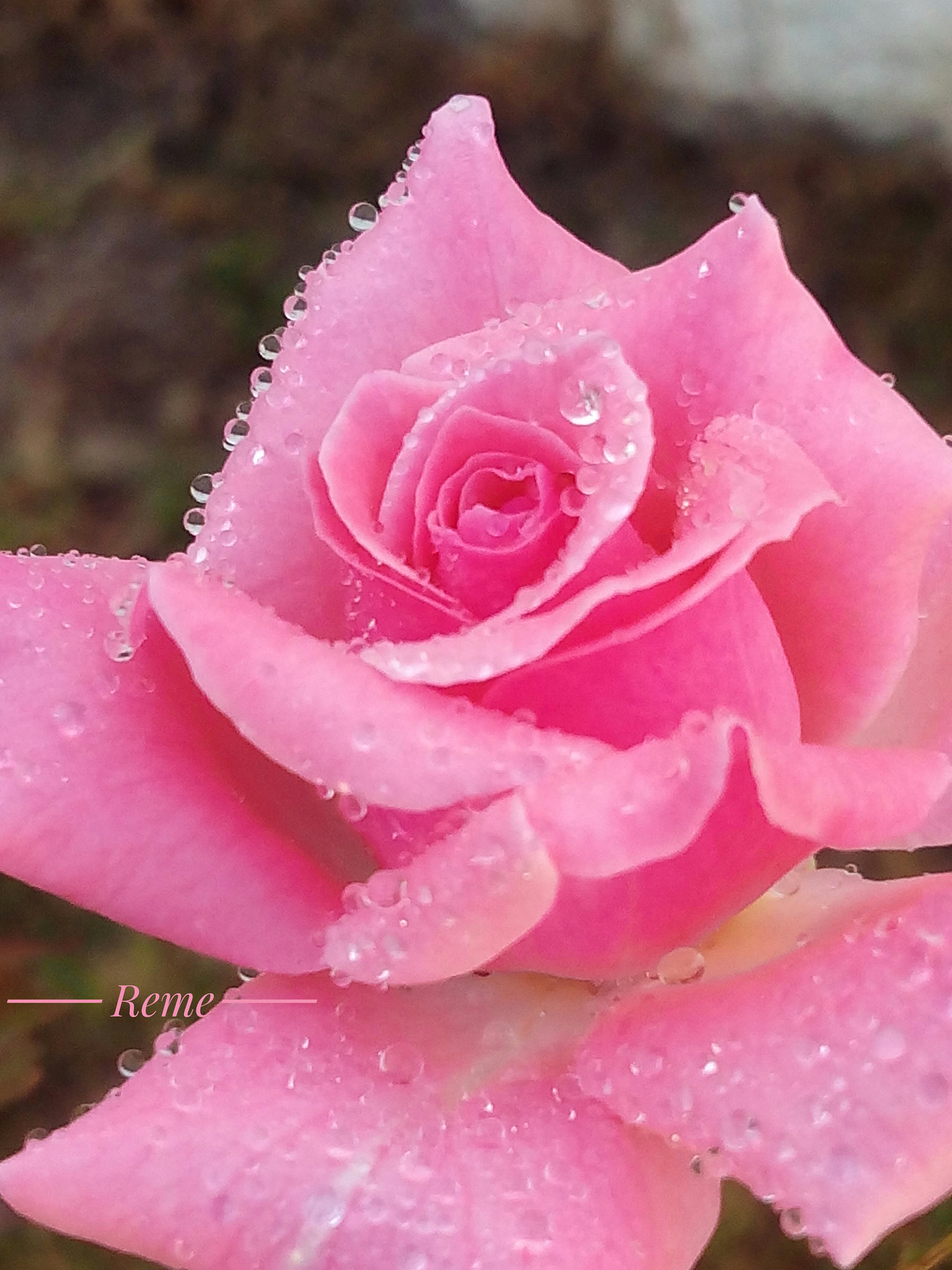 bq Aquaris E5 HD sample photo. Rosa photography