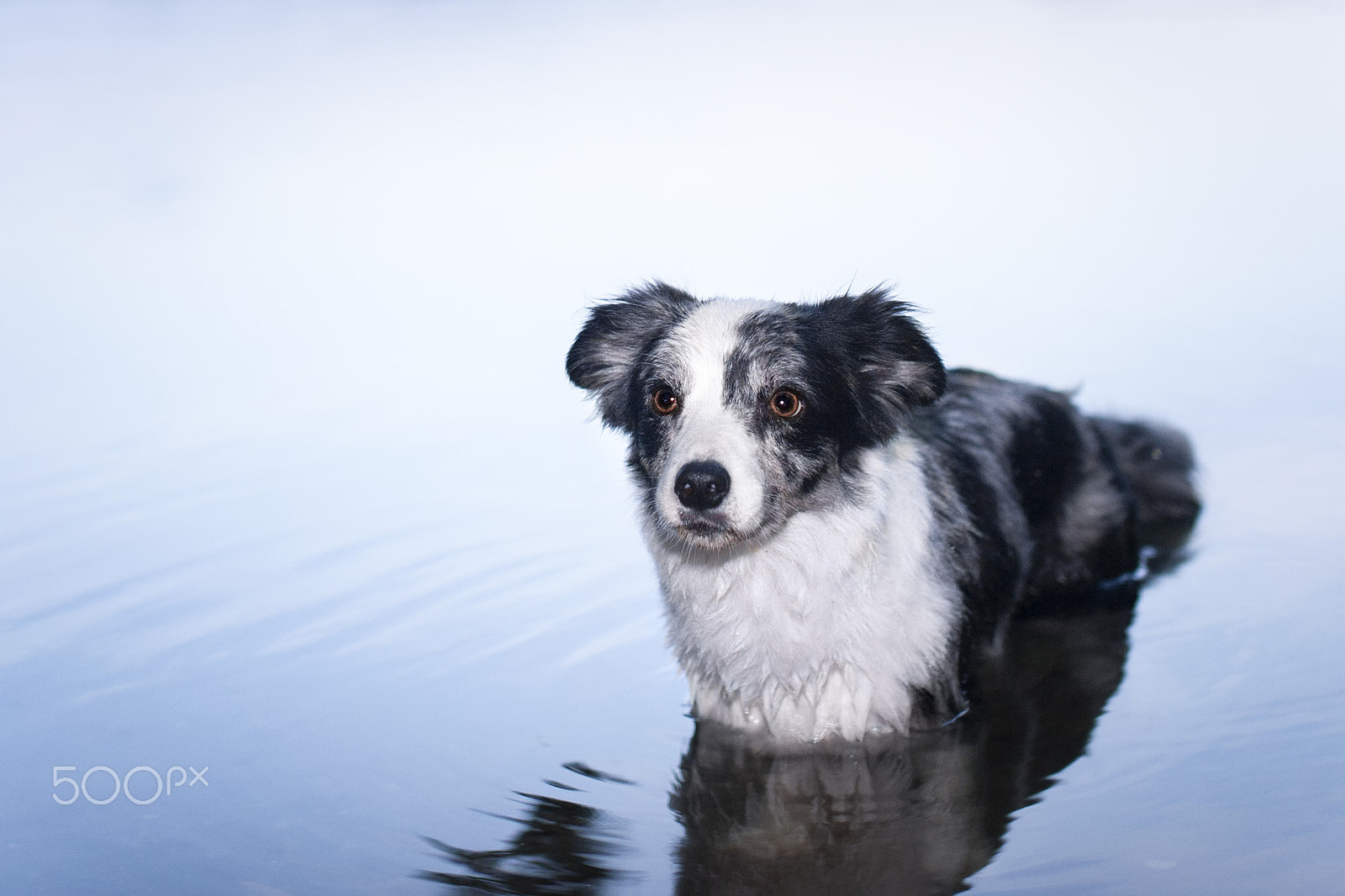 Nikon D3 sample photo. Little water monster photography