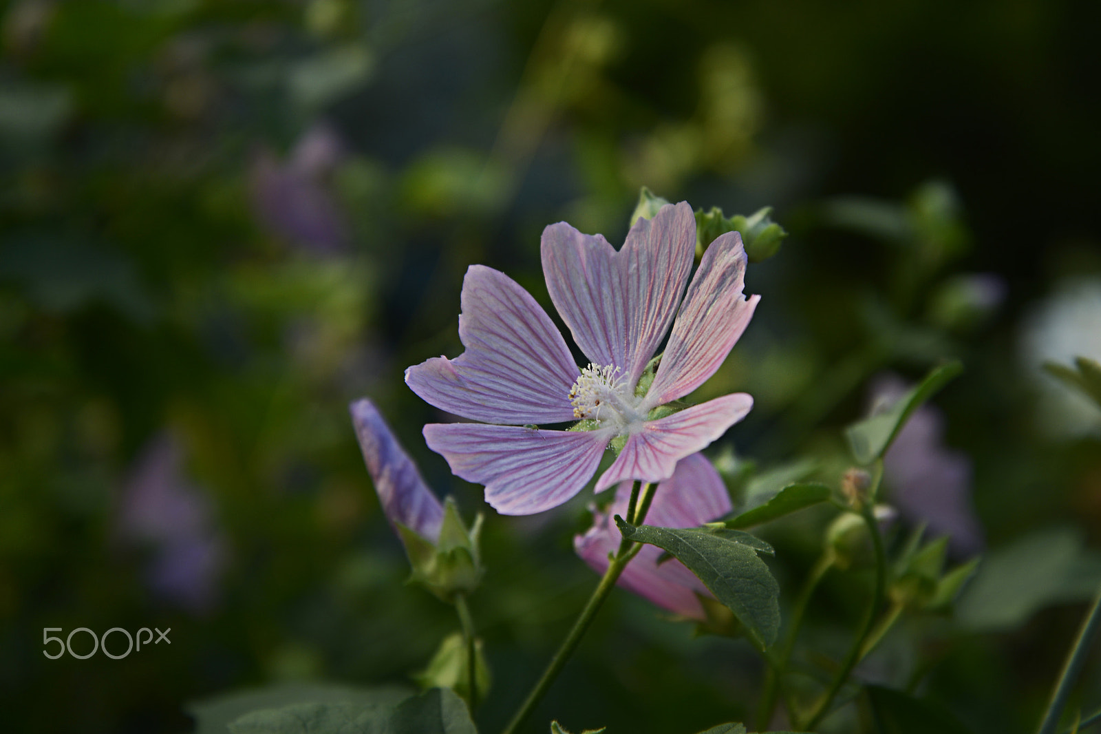 Sigma 50-150mm F2.8 EX APO DC HSM II sample photo. Mallow photography
