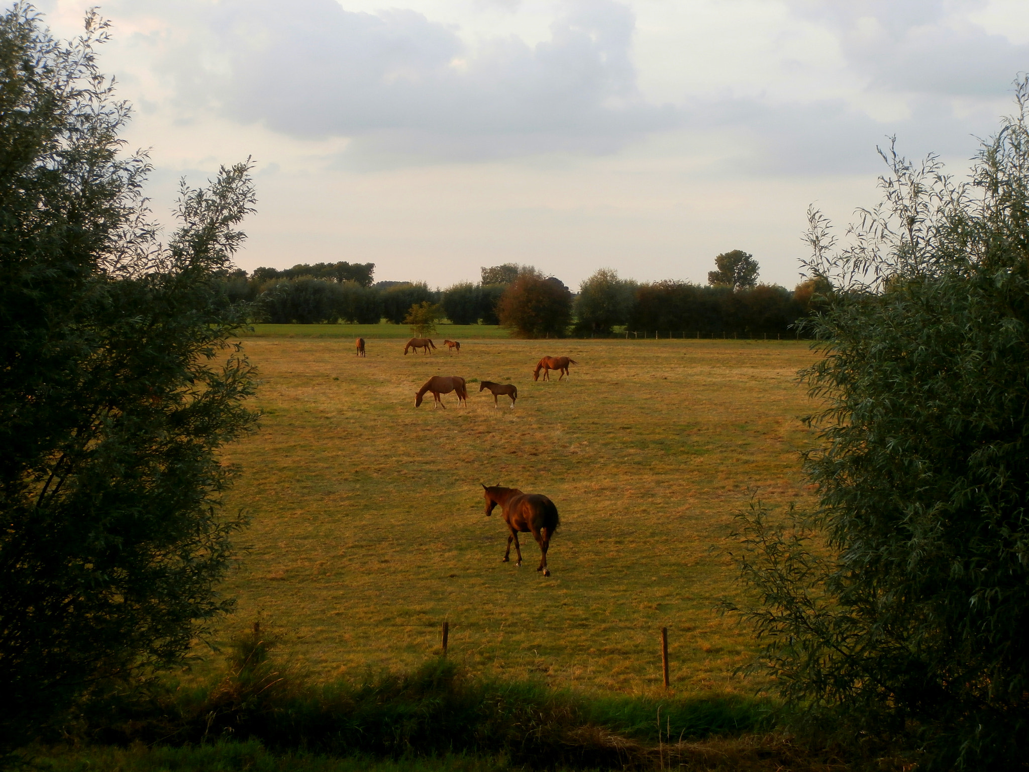 Olympus VR340,D750 sample photo. Horses in the evening sun photography