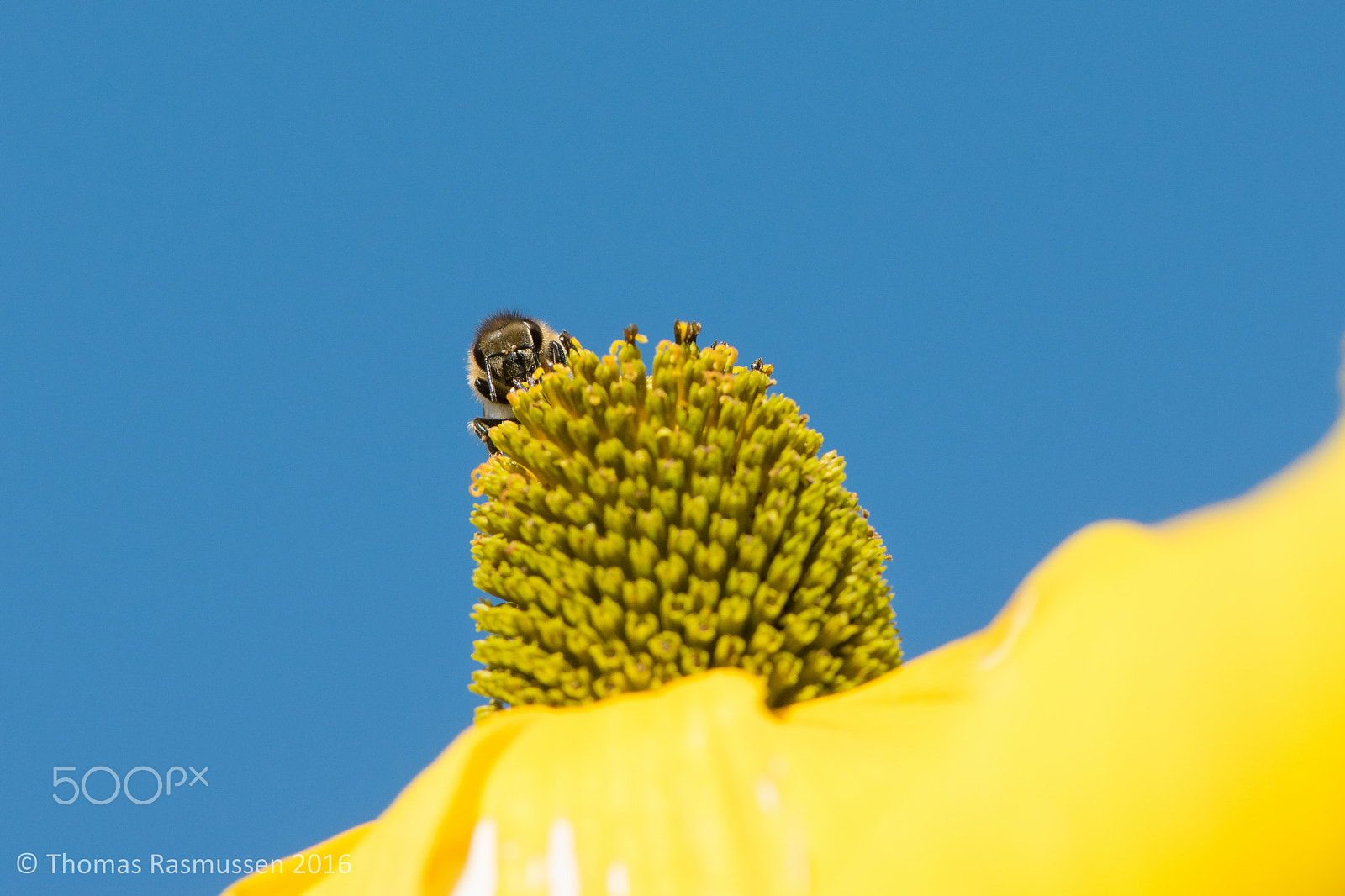 Nikon AF-S Micro-Nikkor 105mm F2.8G IF-ED VR sample photo. Peekaboo! photography
