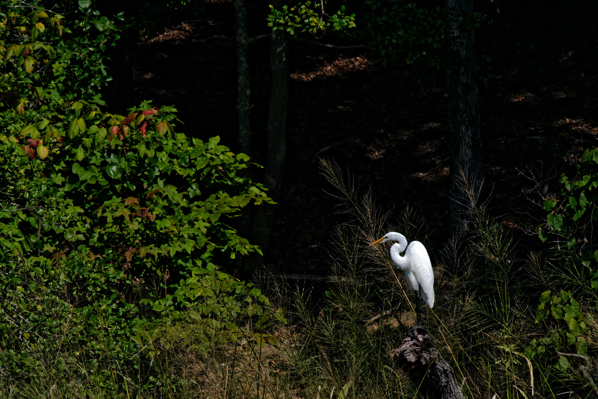 Nikon D800 + Nikon AF-S Nikkor 500mm F4G ED VR sample photo. Egret on potomac river photography