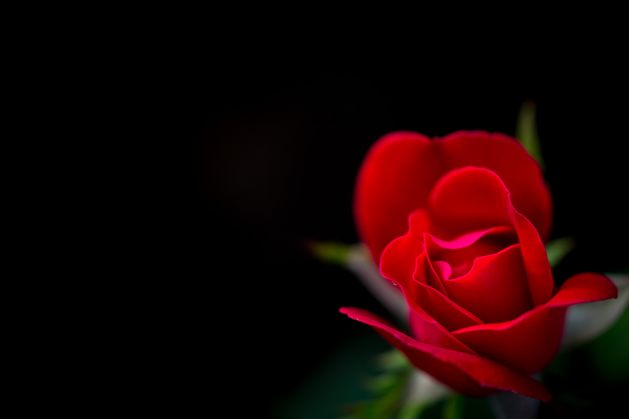 Canon EF 180mm F3.5L Macro USM sample photo. A rose by any other name photography