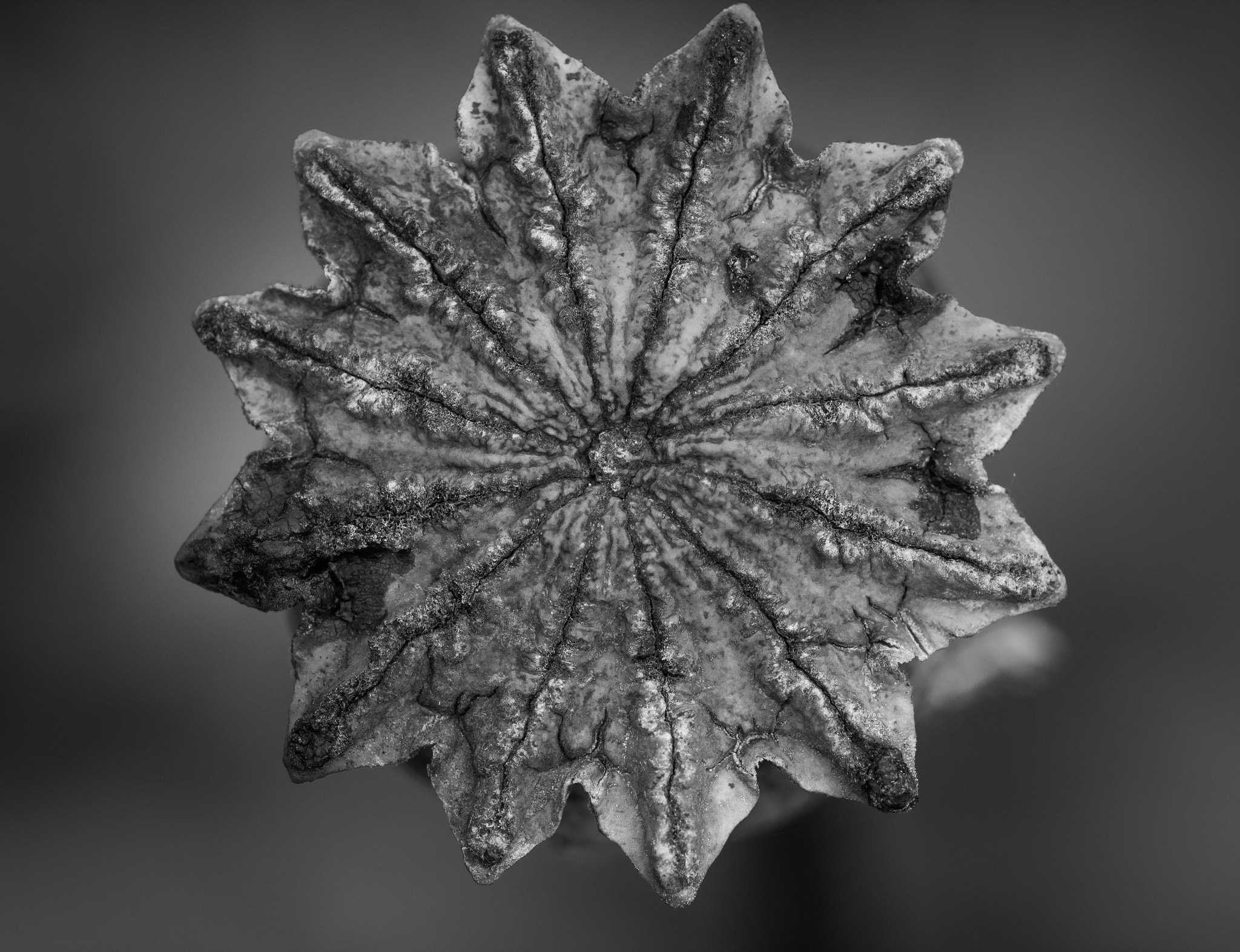 Canon EOS M3 + Canon EF 100mm F2.8L Macro IS USM sample photo. Papaver photography