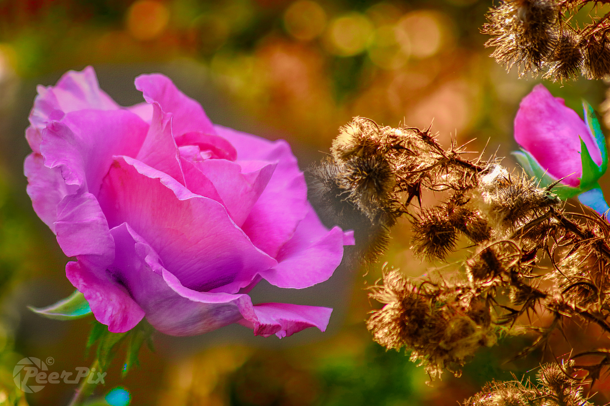Canon EF 70-300mm F4-5.6 IS USM sample photo. Roses are though photography