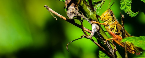 Nikon D5100 + Nikon AF-S DX Nikkor 55-200mm F4-5.6G VR II sample photo. Hello grasshopper!! photography