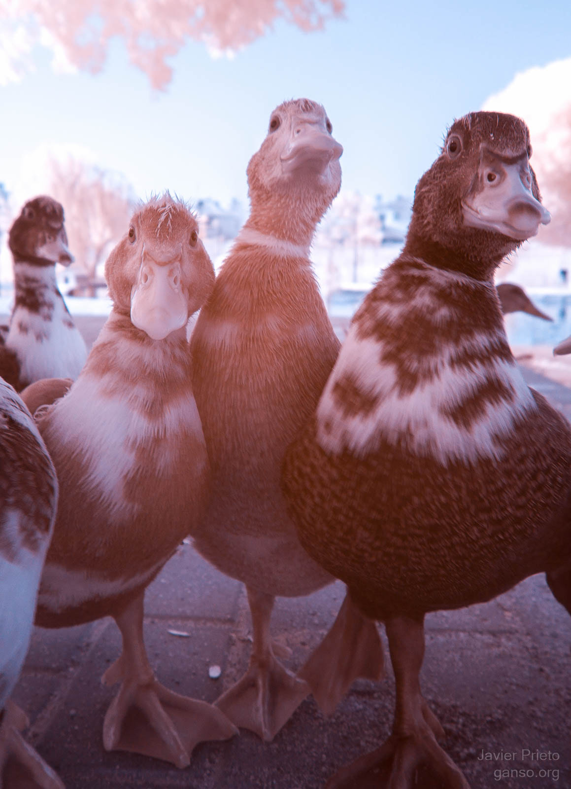 Sony Alpha NEX-5N sample photo. Gansta ducks photography