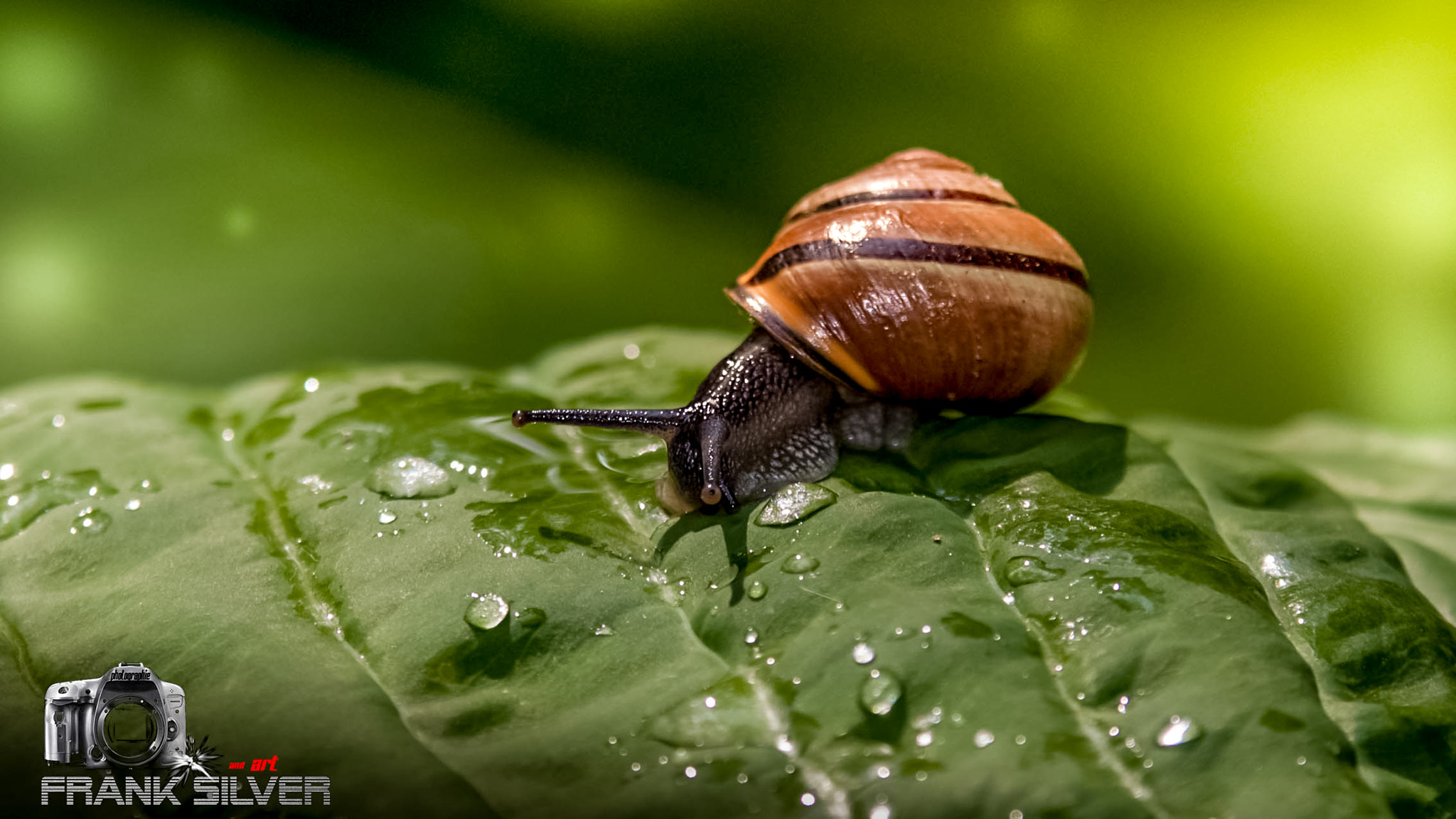 Sigma 70-200mm F2.8 EX DG OS HSM sample photo. Caution slippery photography
