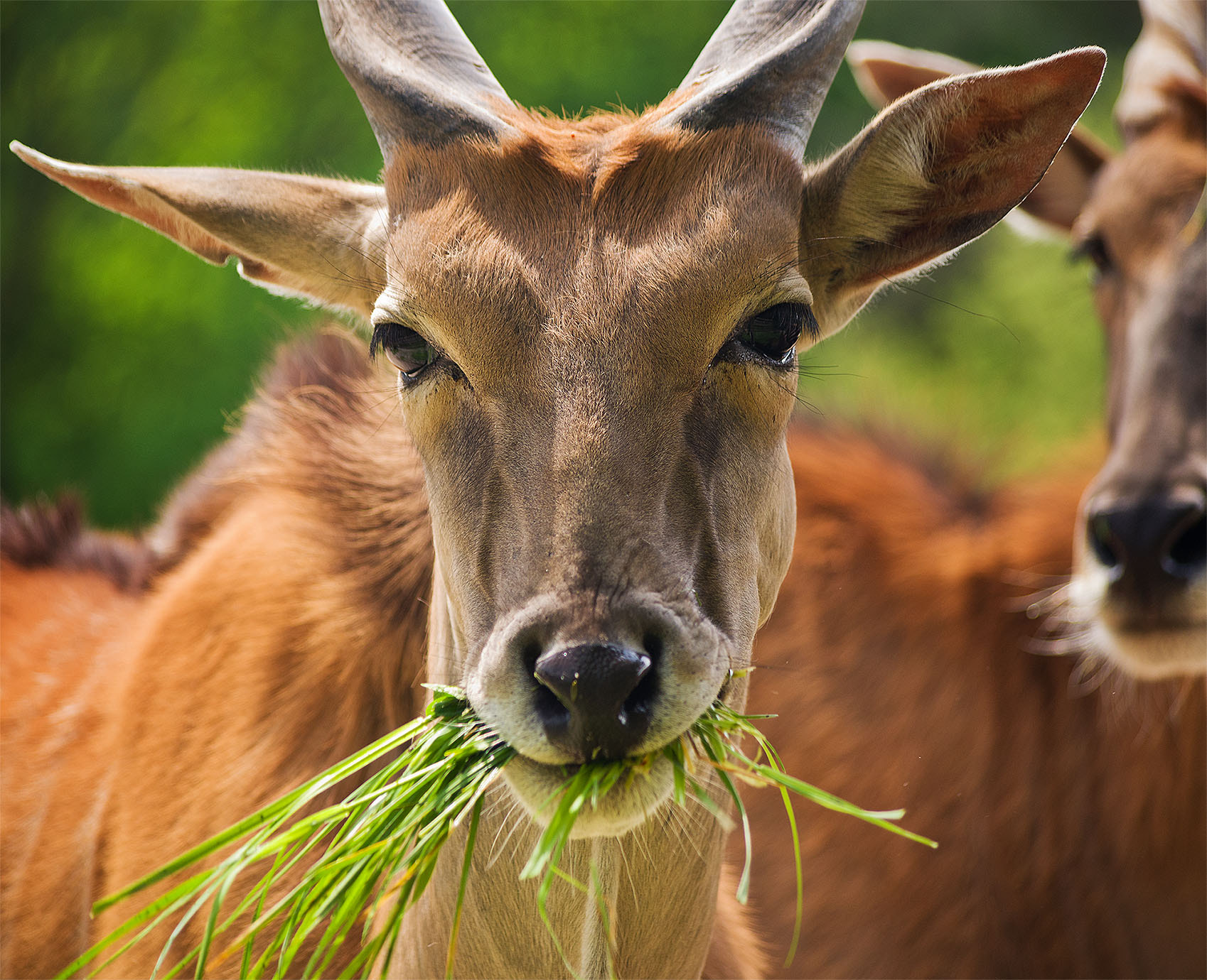 Pentax K-1 sample photo. Eating elan - tragelaphus oryx photography